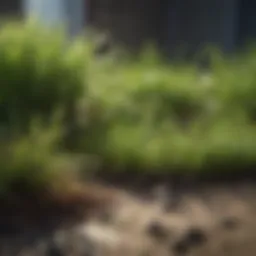 Green grass sprouting in sunlight