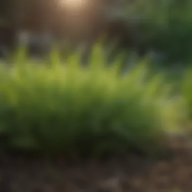 Close-up of healthy green grass after revival