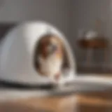 Sleek and Modern Design of Petmate Igloo Dog House