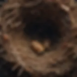 Illustration of a hornet's nest