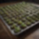 Organized Jiffy Seed Starting Trays Jiffy seed starting trays arranged for optimal seed propagation