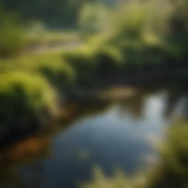 Algae growth in a pond