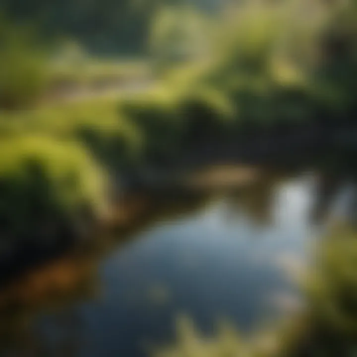 Algae growth in a pond