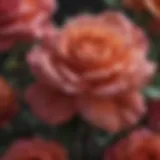 A close-up of Meyers roses in bloom, showcasing their intricate petals and vibrant colors.