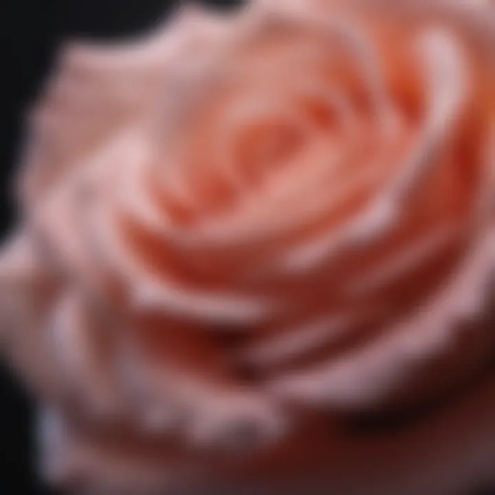 Olfactory Profile of Meyers Rose An artistic representation of the olfactory notes associated with Meyers rose scent.