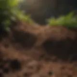 Enhancing Soil Quality with Timberline