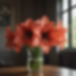 Exquisite Amaryllis Blooms in Full Glory