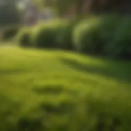 Lush Green Lawn with Crabgrass