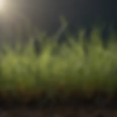 Detailed Characteristics of Premium Grass Seed Detailed view of the characteristics of top-rated high-quality grass seed