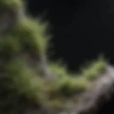 Mildew growth under a microscope