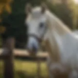 Magnificent white horse against non-climb fence background