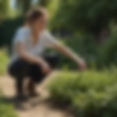 A person applying Ortho GroundClear Concentrate in a garden setting