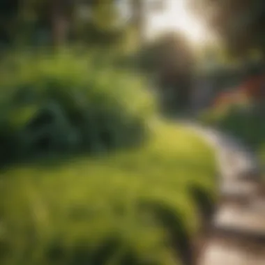 Lush Solar Green Grass Lush solar green grass in a vibrant garden setting